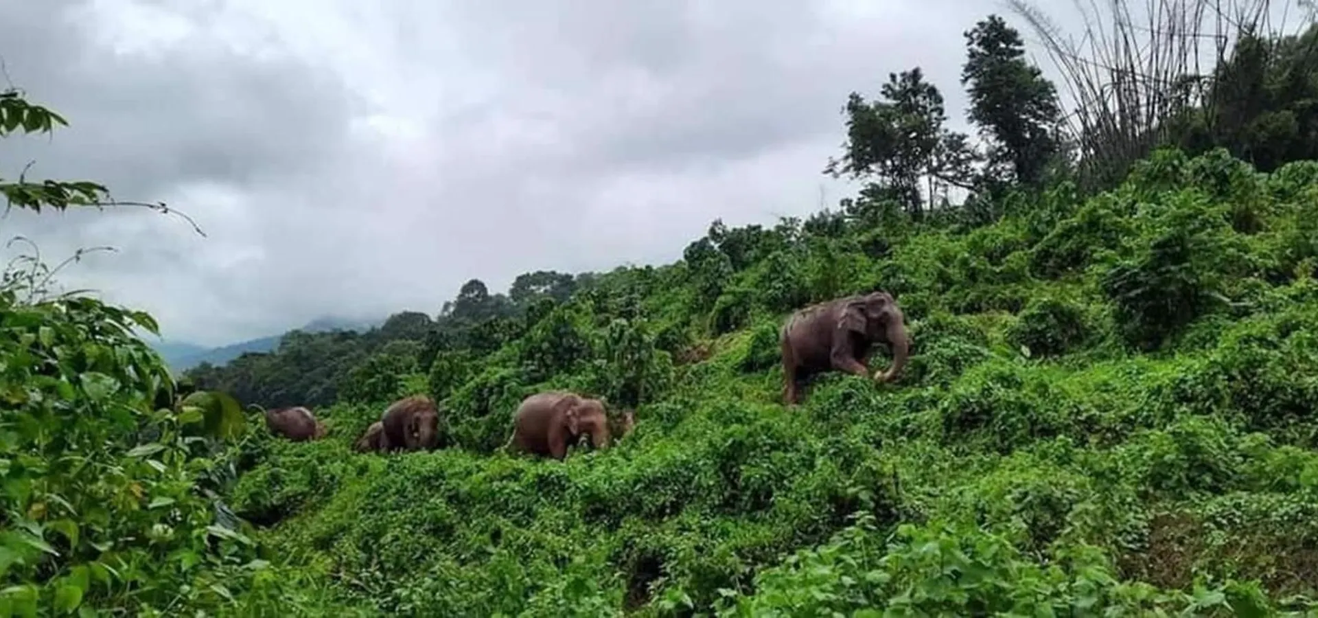 The Svarga Munnar Hill View Resort インド