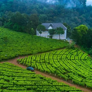 Resort Tea Harvester